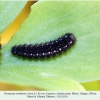 parnassius nordmanni larva3b